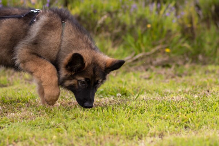 O que fazer se o seu cachorro estiver vomitando espuma: Dicas e orientações