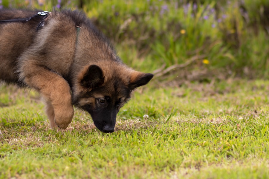 O que fazer se o seu cachorro estiver vomitando espuma: Dicas e orientações