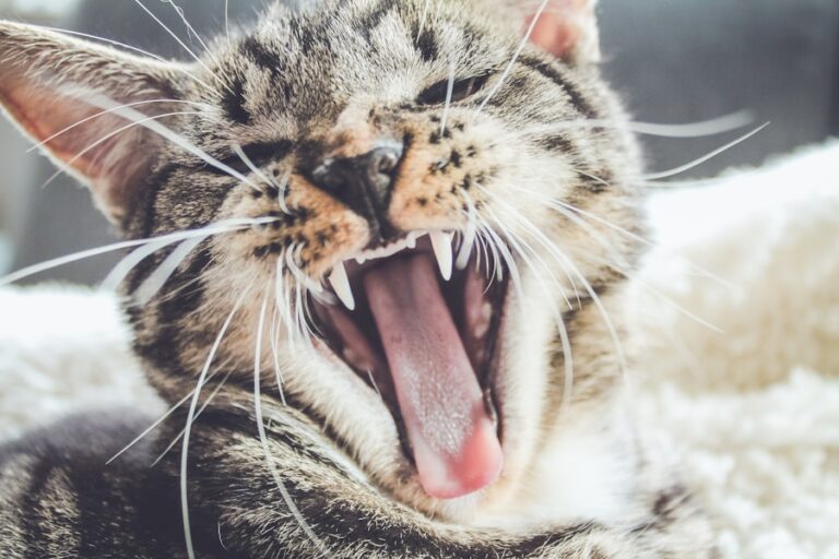 Como ajudar seu gato a evitar a formação de bolas de pelo e os vômitos frequentes