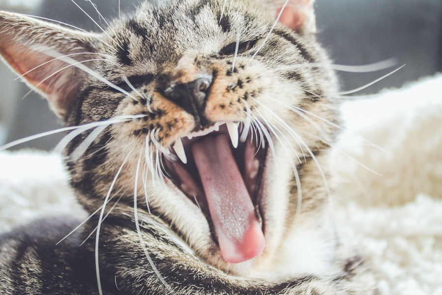 Como ajudar seu gato a evitar a formação de bolas de pelo e os vômitos frequentes