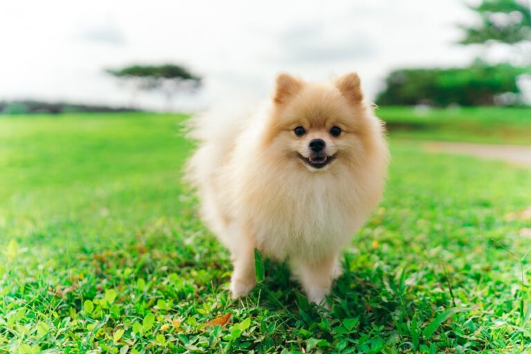 Conheça O Cachorro Spitz Alemão