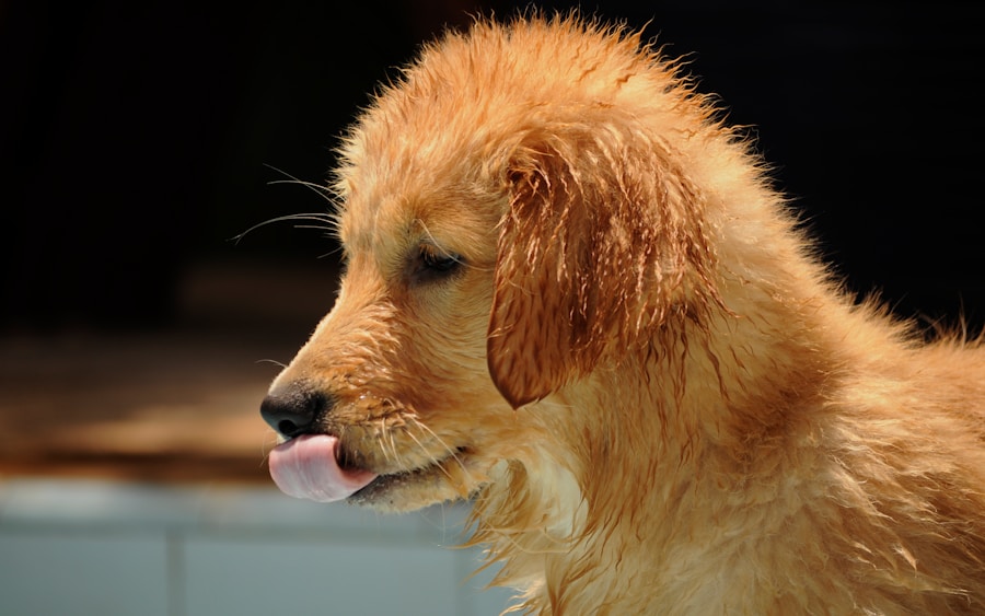 Meu cachorro está bebendo muita água: o que pode ser?