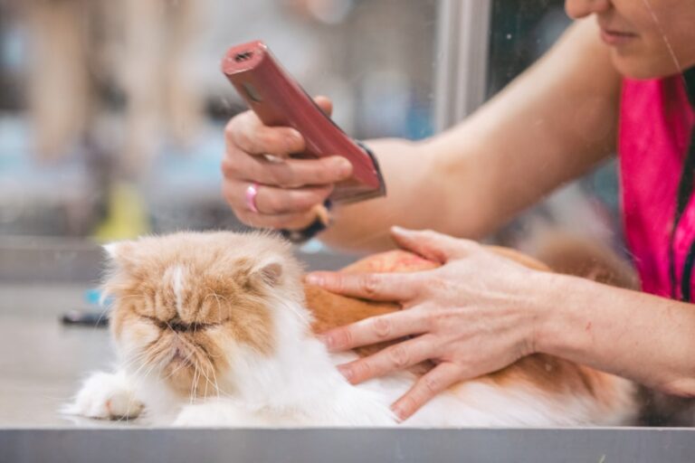 Entenda as razões por trás do comportamento de lambedura excessiva em gatos
