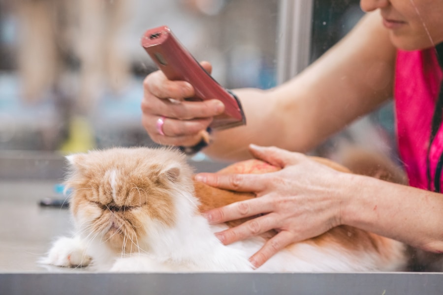 Entenda as razões por trás do comportamento de lambedura excessiva em gatos