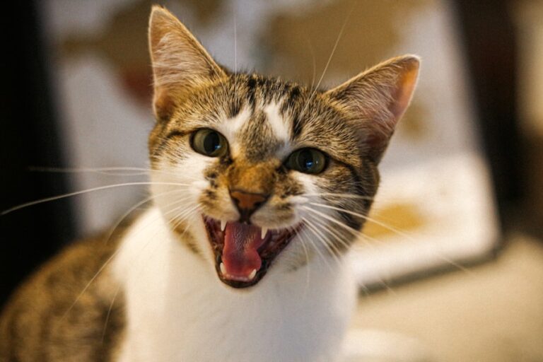 Entenda os motivos por trás do espirro frequente do seu gato