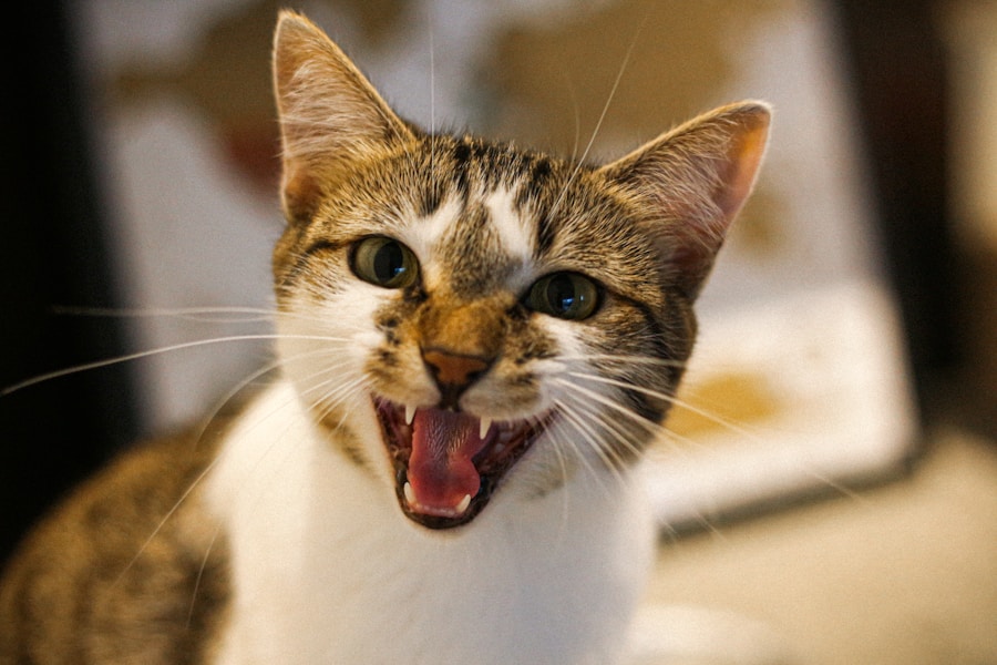 Entenda os motivos por trás do espirro frequente do seu gato