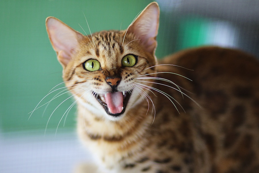 Entenda as possíveis causas do mau hálito em gatos 1 Entenda as possíveis causas do mau hálito em gatos