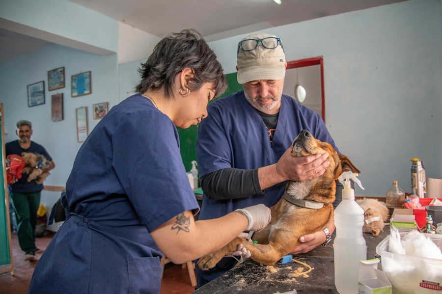 Dicas para prevenir e tratar o olho lacrimejando em gatos 1 Dicas para prevenir e tratar o olho lacrimejando em gatos