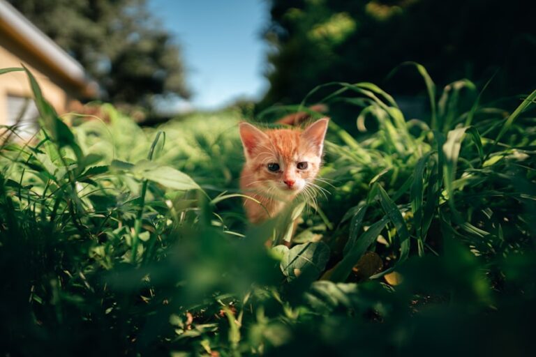 Como identificar se o seu gato está escondido por um motivo preocupante 7 Como identificar se o seu gato está escondido por um motivo preocupante