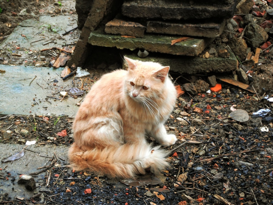 Como identificar e tratar a queda de pelo excessiva em gatos 1 Como identificar e tratar a queda de pelo excessiva em gatos