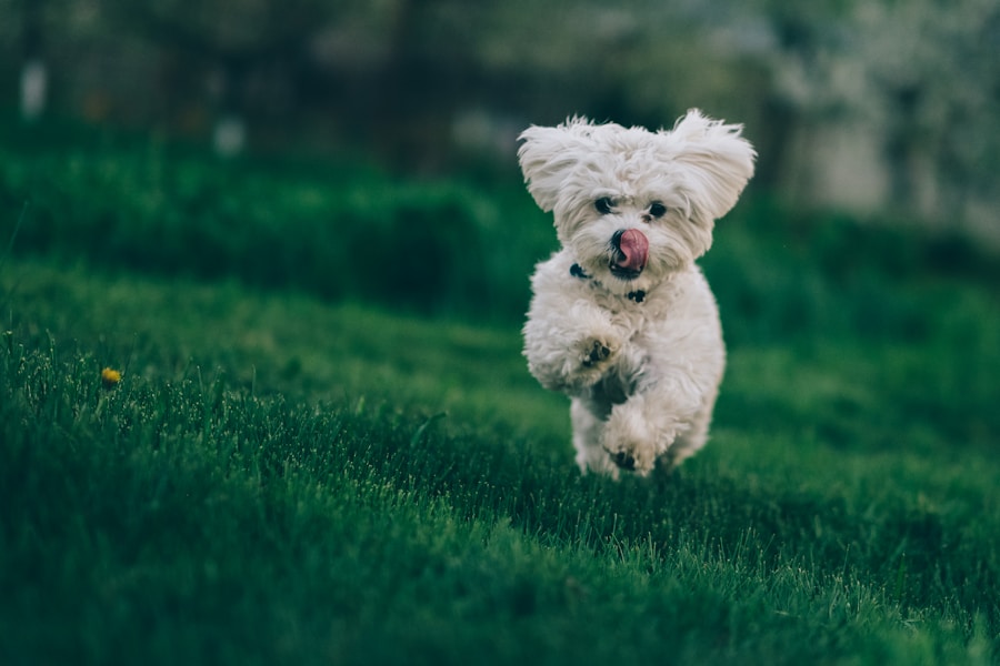 Conheça O Cachorro Maltês 1 Conheça O Cachorro Maltês