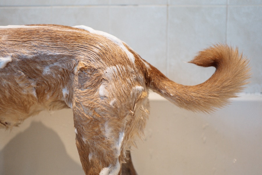 Banho em cachorro: Qual a frequência ideal para garantir a higiene e bem-estar do seu pet?