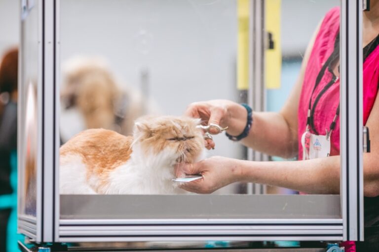 Banho em gato: mitos e verdades sobre a higiene felina