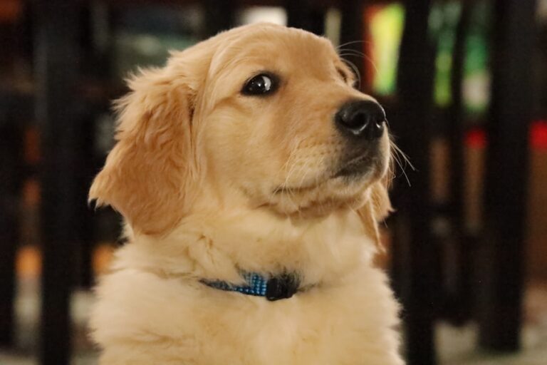 Conheça O Cachorro Golden Retriever