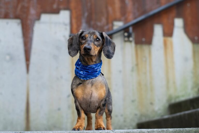 Dachshund: a raça de cães perfeita para quem busca um pet cheio de personalidade