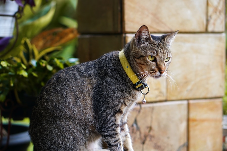Dicas infalíveis para manter pulgas e carrapatos longe do seu cão ou gato