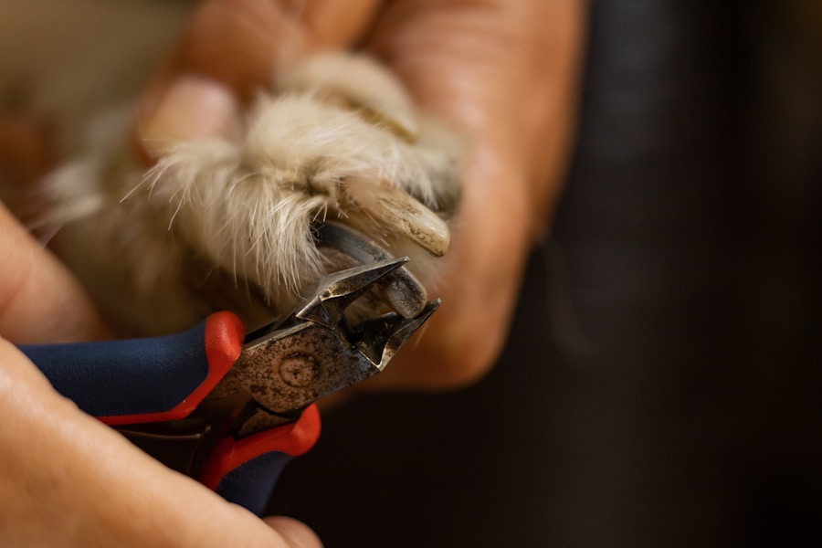 A importância do corte de unhas em cães: Dicas e cuidados essenciais