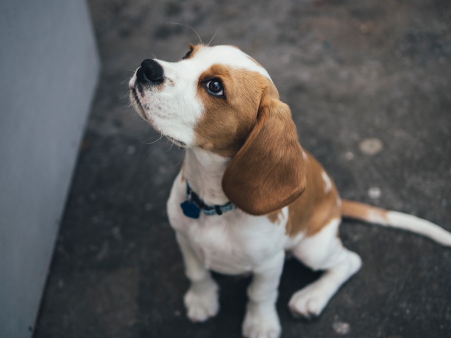 Conheça O Cachorro Beagle 1 Conheça O Cachorro Beagle