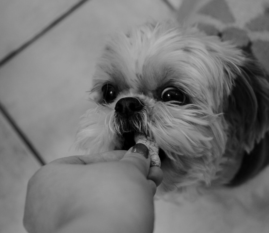 Guia completo: como introduzir a escovação dos dentes no seu pet 1 Guia completo: como introduzir a escovação dos dentes no seu pet