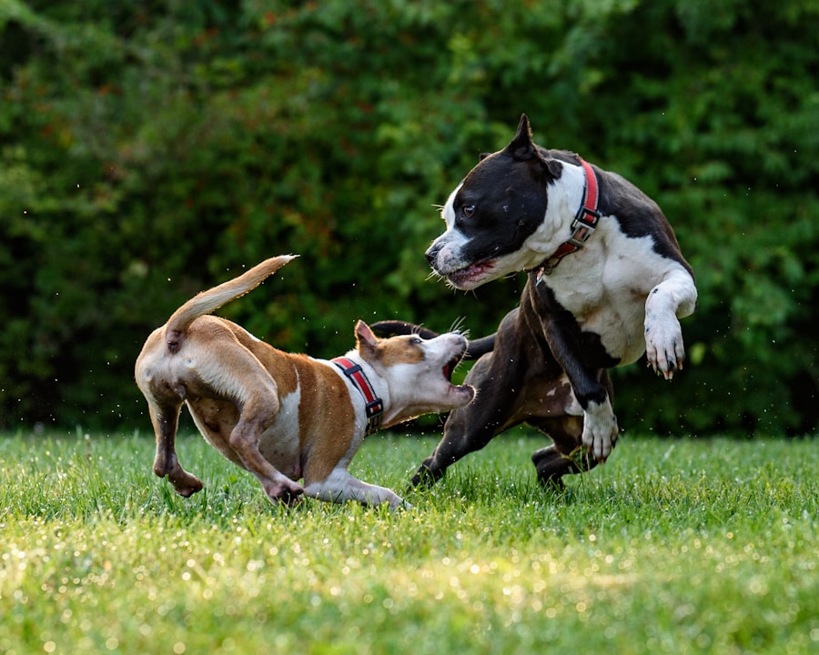 Como criar uma rotina saudável para o seu pet: dicas infalíveis