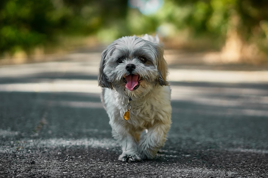 Banho de Shih Tzu: Saiba Como Cuidar da Pelagem do Seu Cachorro