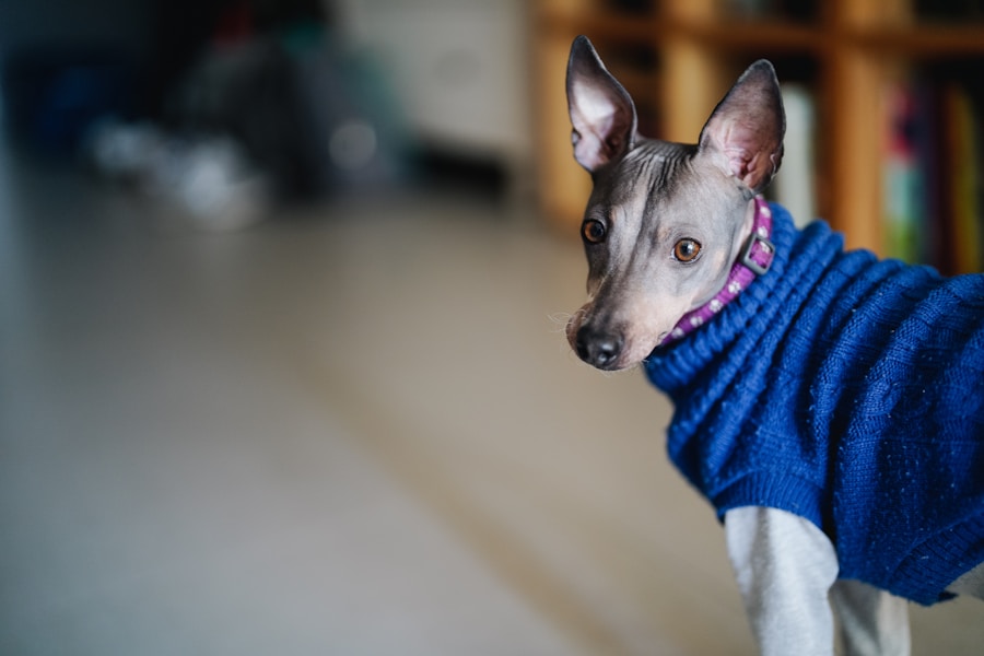 Cachorro com pelo caindo muito: Descubra se o banho ajuda ou piora a situação!