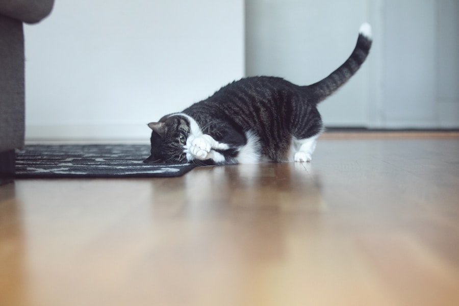 Gato vomitando bola de pelo: quando é hora de se preocupar? 1 Gato vomitando bola de pelo: quando é hora de se preocupar?
