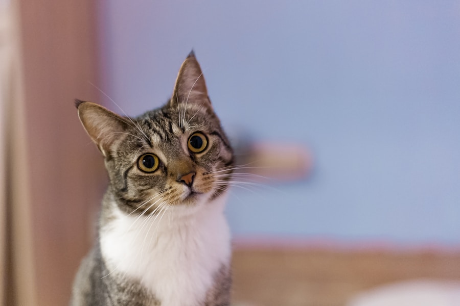 Cuidados especiais: A importância do banho para a saúde do gato idoso