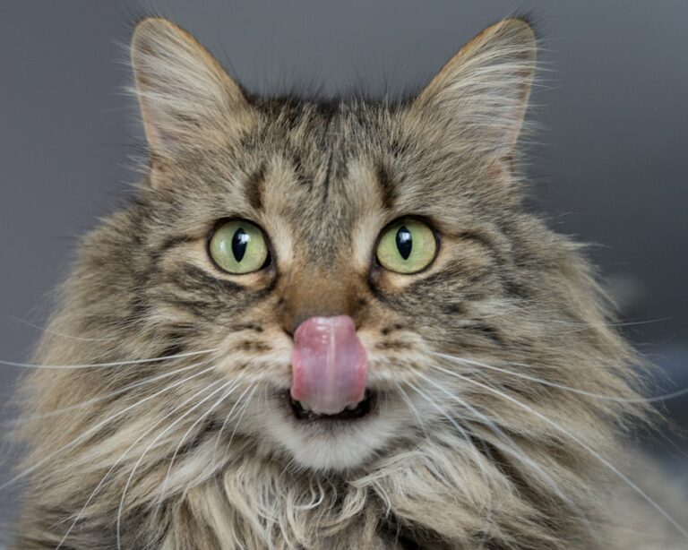 Cuidados essenciais: por que a tosa higiênica é fundamental para gatos de pelo longo