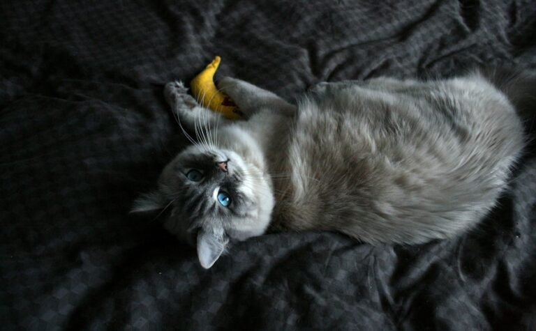 Banana na dieta do gato: o que os veterinários recomendam?