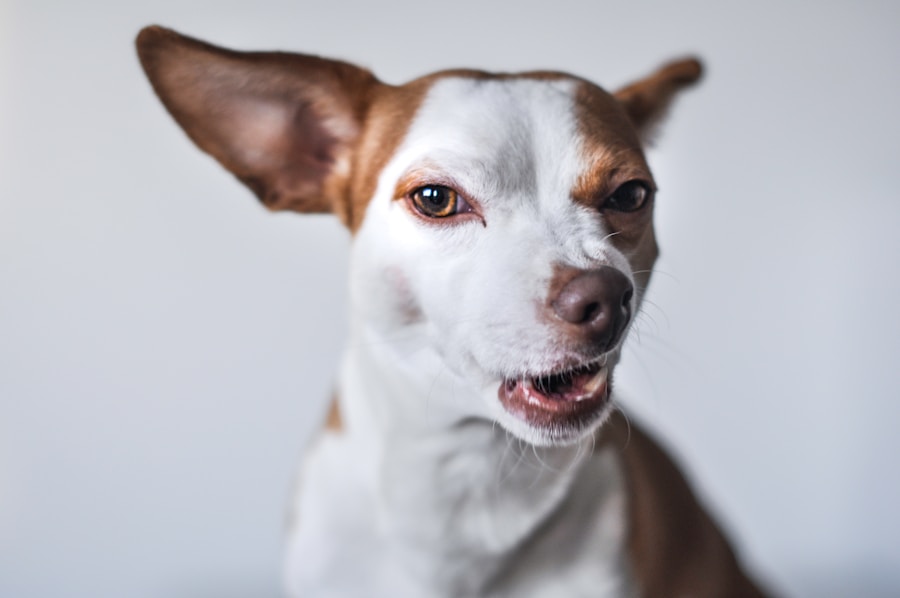 Entenda o comportamento do seu cachorro no banho: medo, frio ou estresse?