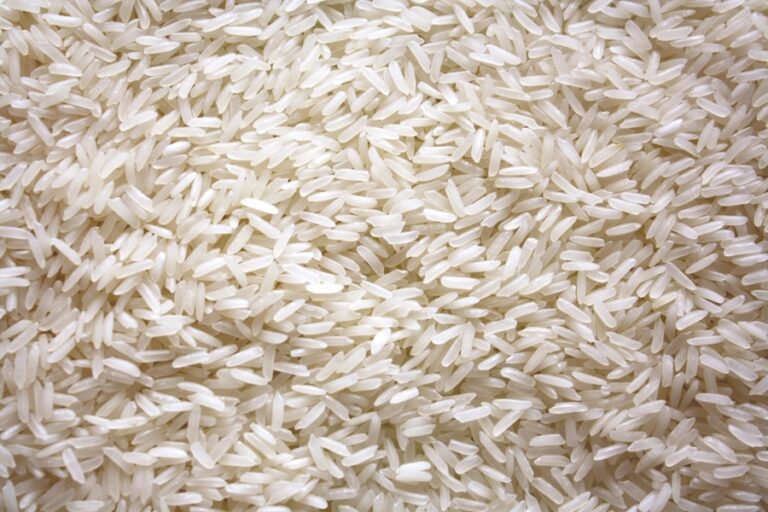 Afinal, gato pode ou não pode comer arroz branco? Entenda a polêmica por trás desse alimento