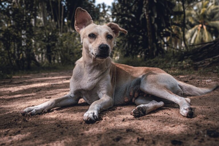 Tosa bebê em cachorro: Conheça as raças que ficam irresistíveis com esse estilo de corte!