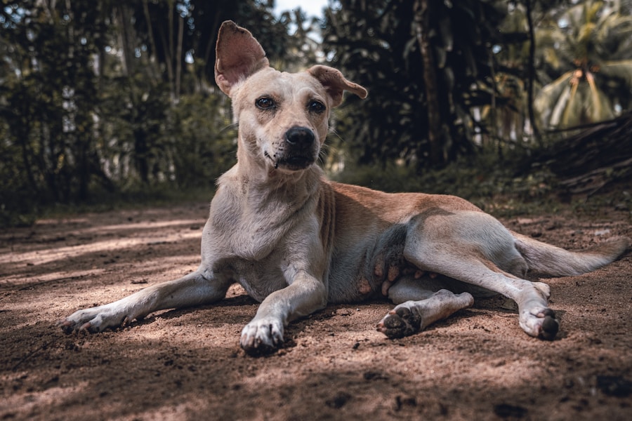 Tosa bebê em cachorro: Conheça as raças que ficam irresistíveis com esse estilo de corte! 1 Tosa bebê em cachorro: Conheça as raças que ficam irresistíveis com esse estilo de corte!
