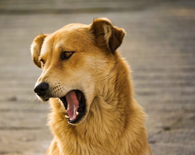 Dermatite pós-banho: por que meu cachorro está se coçando tanto?
